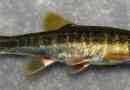 Golloly vagy felhasználás - fish fright színezéssel